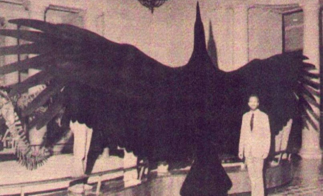 6 миллионов лет назад над Землей летала самая большая птица в истории. Размах ее крыльев превышал 6 метров