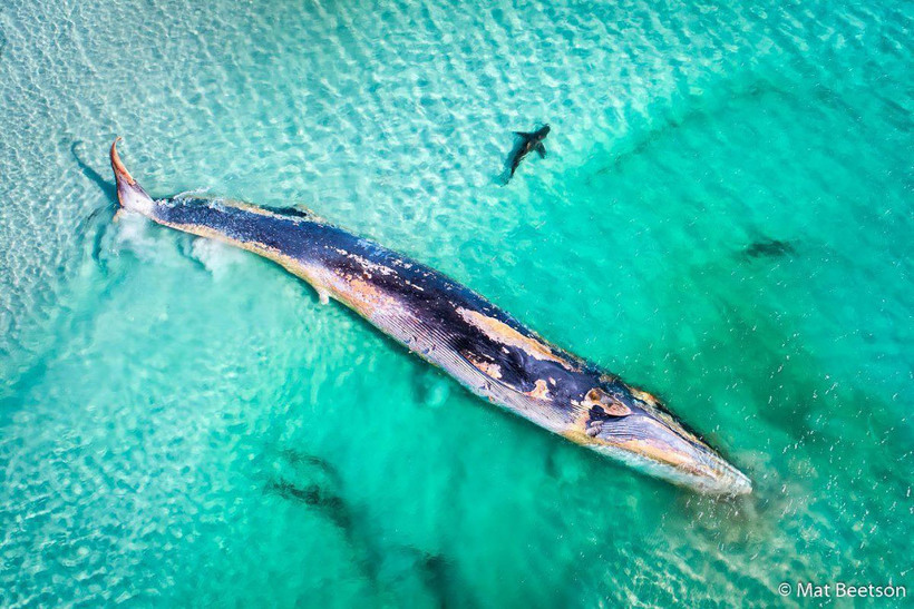 Самые зрелищные чудеса природы Австралии на снимках фаворитов конкурса «Фотограф года»