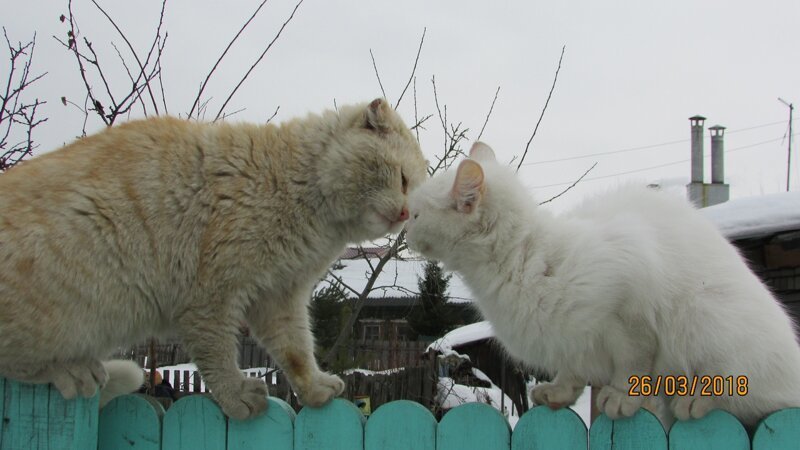 Любовь в Ярославле город, домашние животные, забор, кот, кошка, село, улица, эстетика