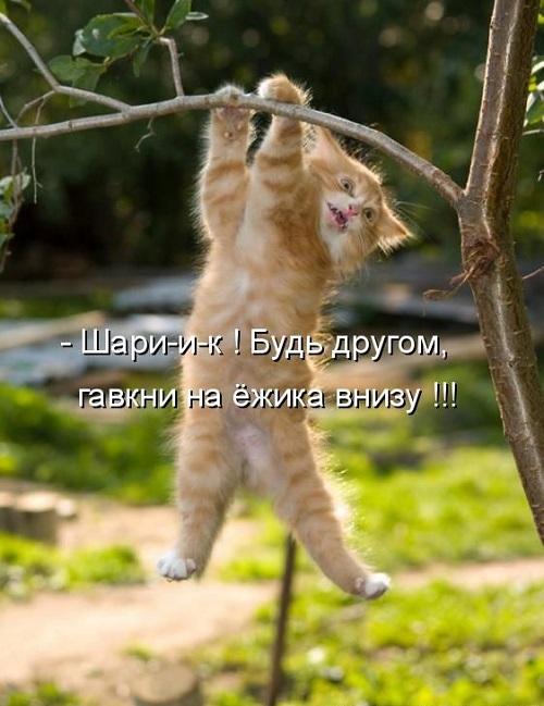 Смешные до слез свежие картинки с надписями Смешные до слез свежие картинки с надписями