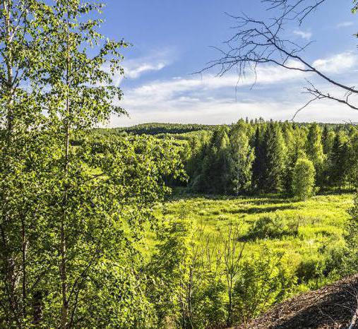 Растения и животные Красной книги Пермского края: фото, список