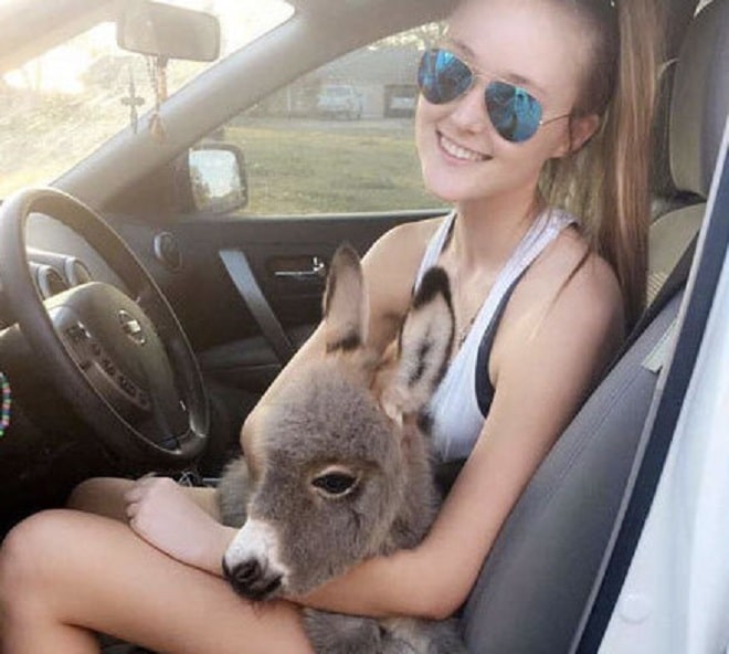 Девушка с осликом 