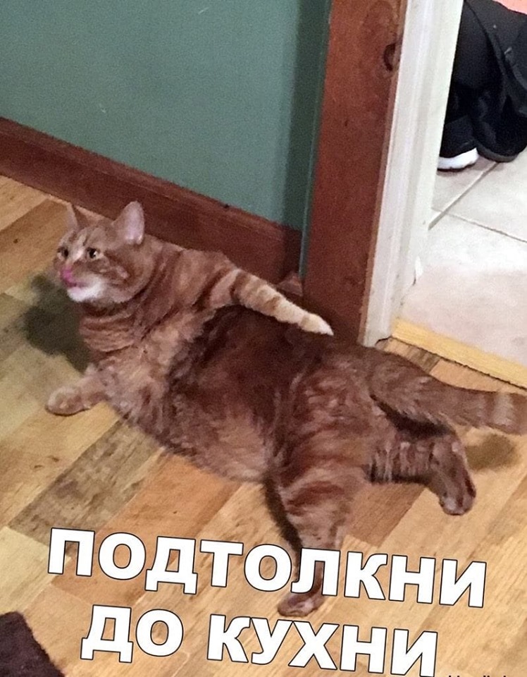 Муркотушки! демотиваторы,животные,позитив,Смешные животные