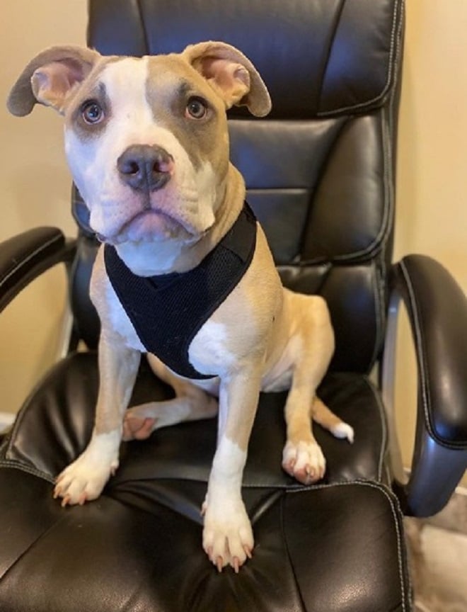 Кресло со щенком