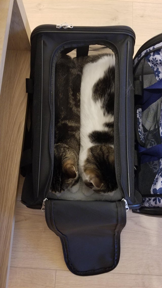 Без кота и жизнь не та