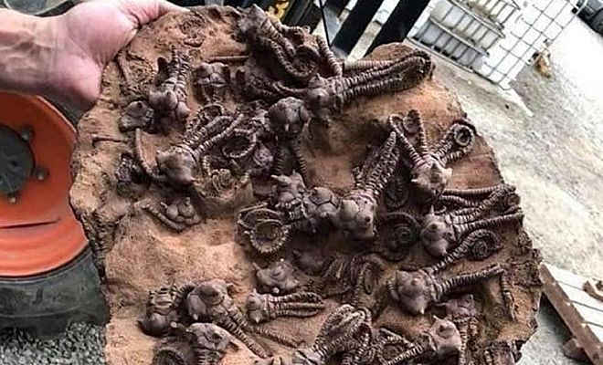 В Австралии из земли достали камень и на его обратной стороне увидели существ, которые жили до динозавров Культура