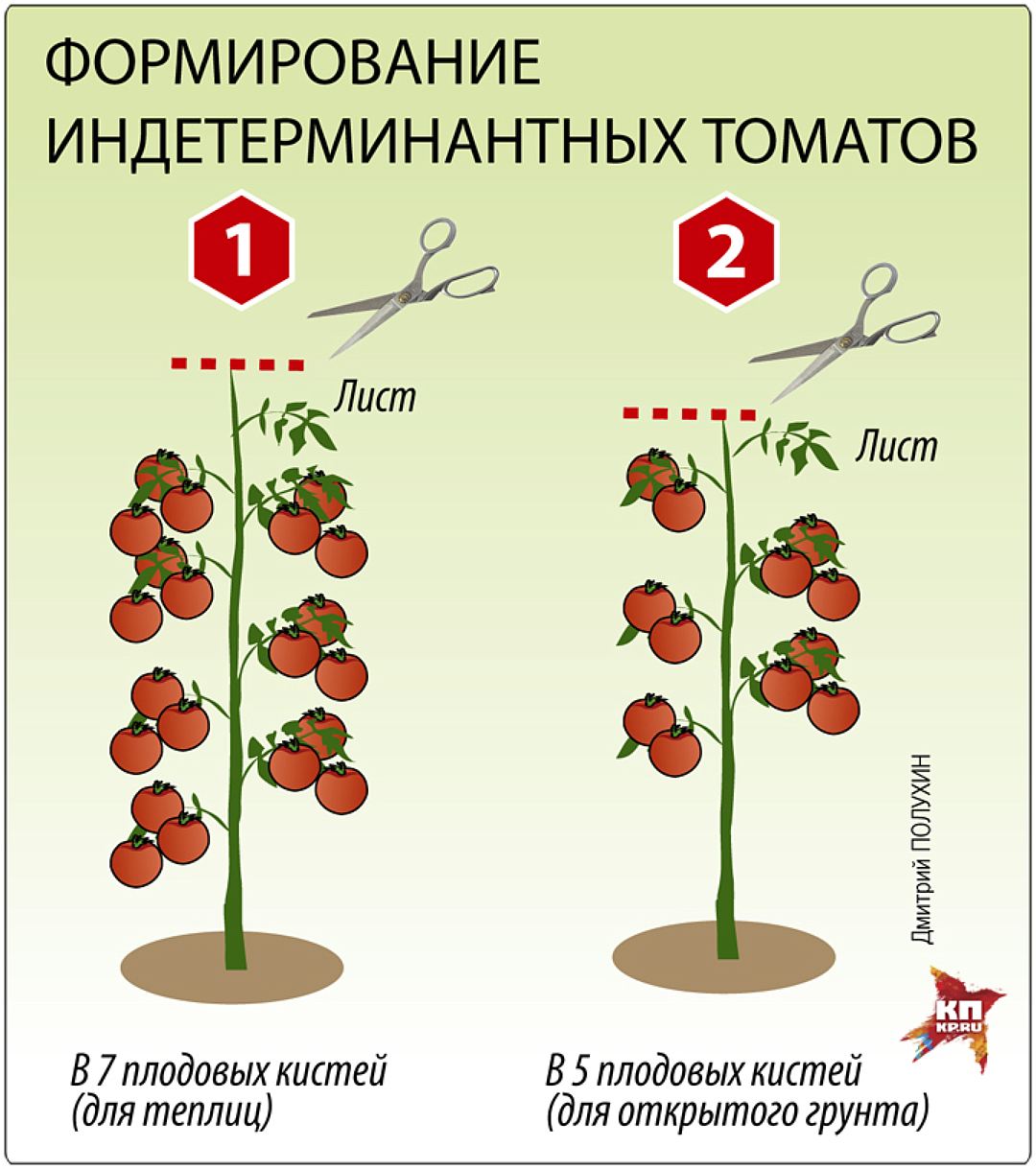 На рисунке изображен томат в разный период