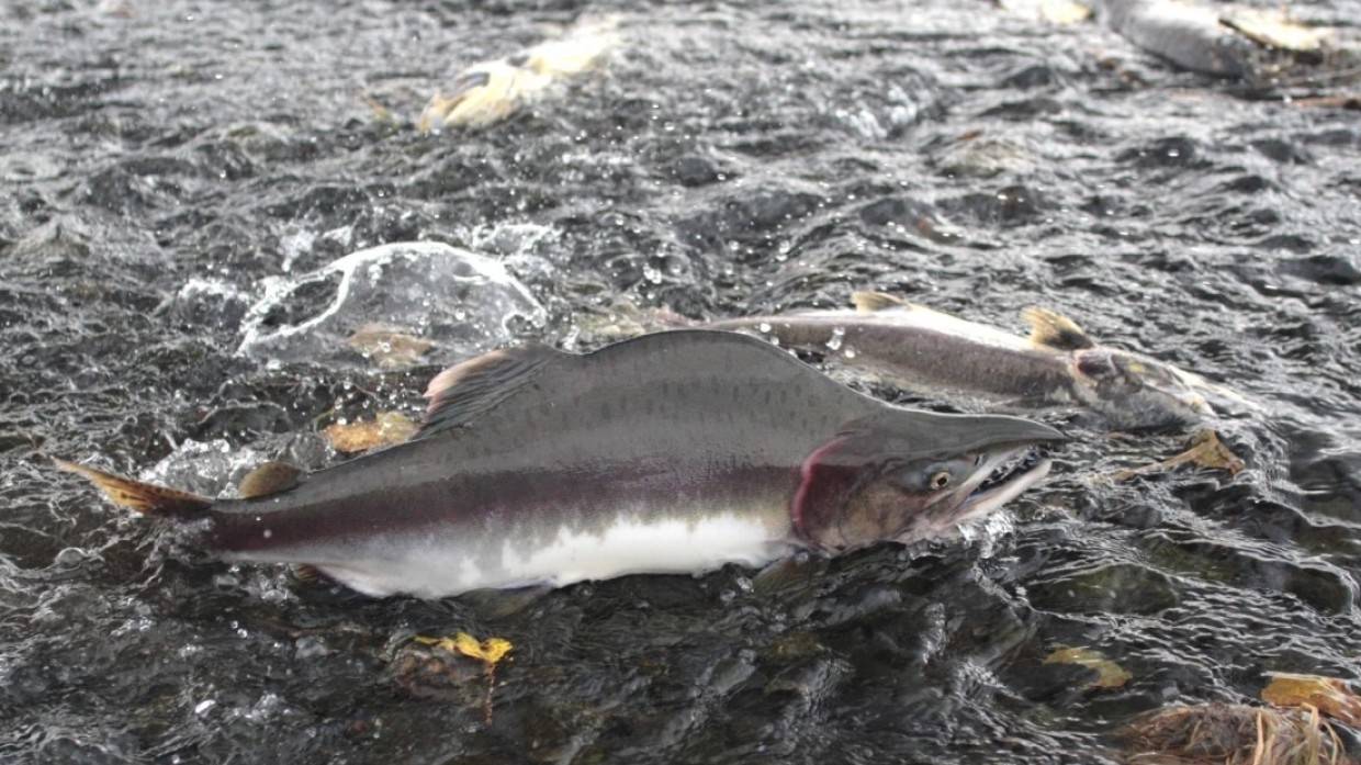 Норвежские эксперты признали «ненавистную русскую» горбушу ценным ресурсом