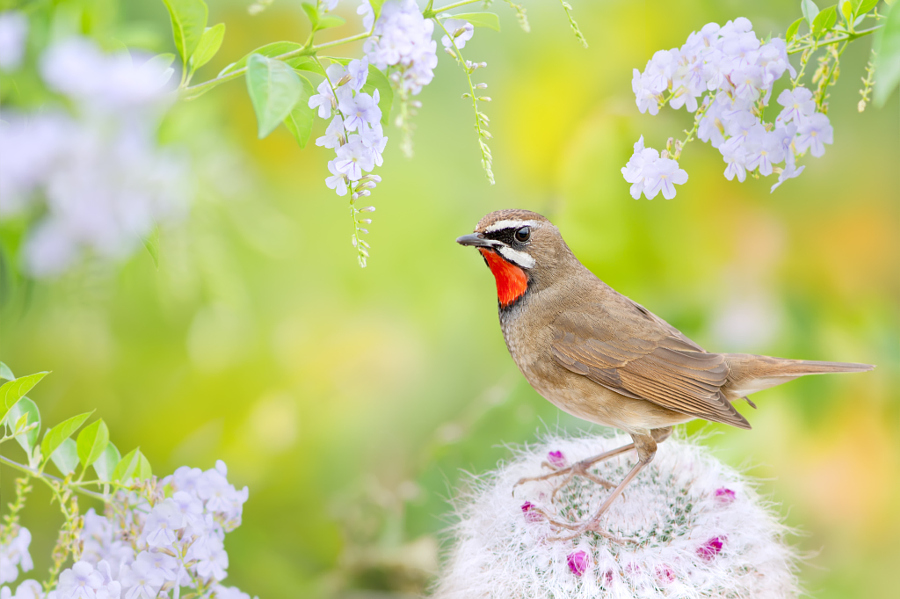 ～ Ruby-throat ～, автор — FuYi Chen на 500px.com