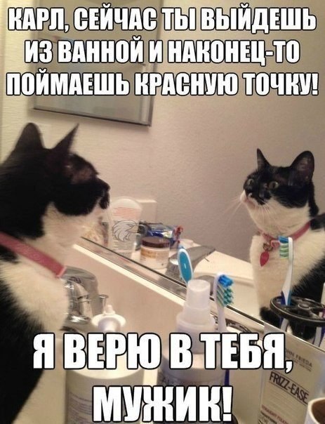 Котоматоица. Мысли вслух :) 