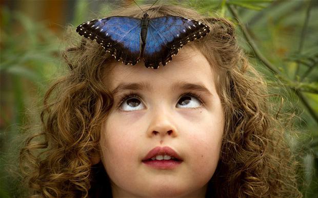Интересные факты о бабочках для детей. Бабочка-лимонница: интересные факты