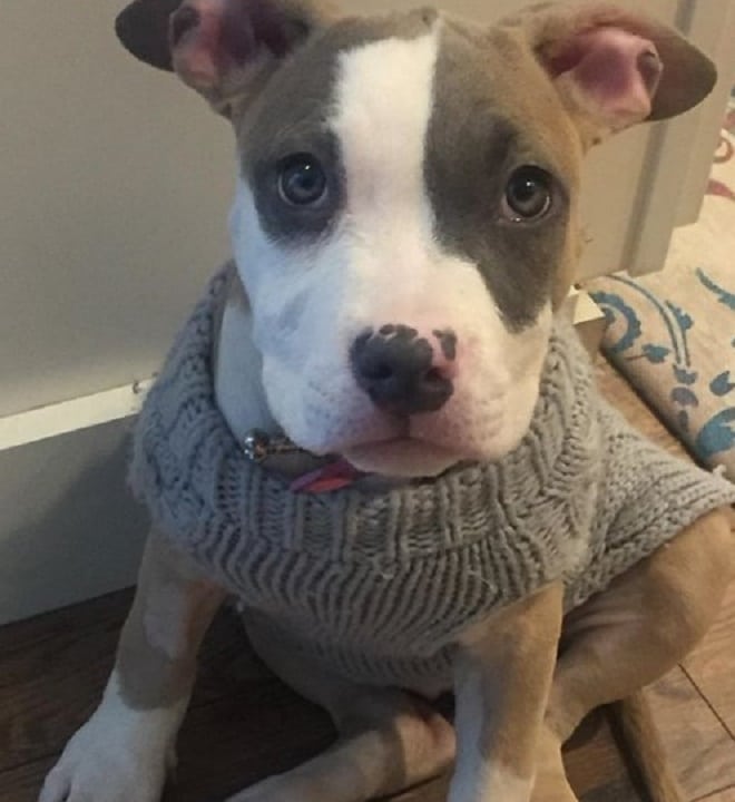 Собака сидит