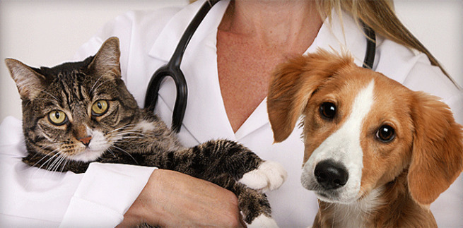 15 реальных звонков в ветклинику