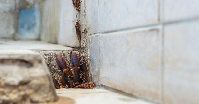 Тараканы в частном доме: избавляемся от незваных соседей тараканов, тараканы, частном, паразитов, можно, паразиты, только, могут, победить, более, способ, средства, немного, соседей, время, будет, появления, проще, которые, Однако