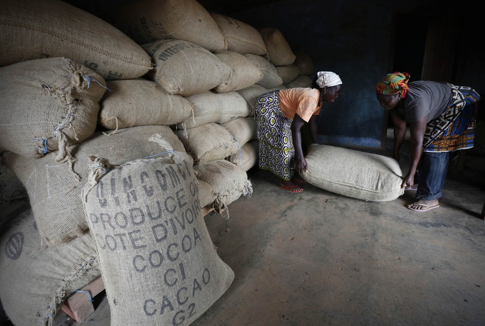  Как женщины в Африке выращивают какао.