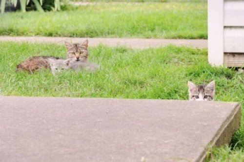 Кошки-партизанки, которые за всеми следят (26 фото)