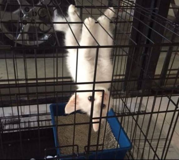 12 котов, которые разбавили серые будни своих хозяев 