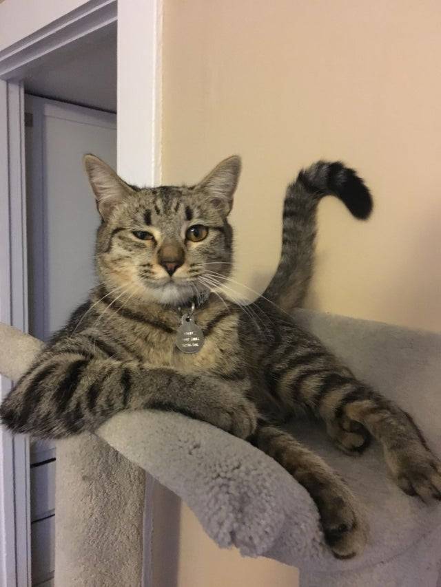 12 котов, которые разбавили серые будни своих хозяев 