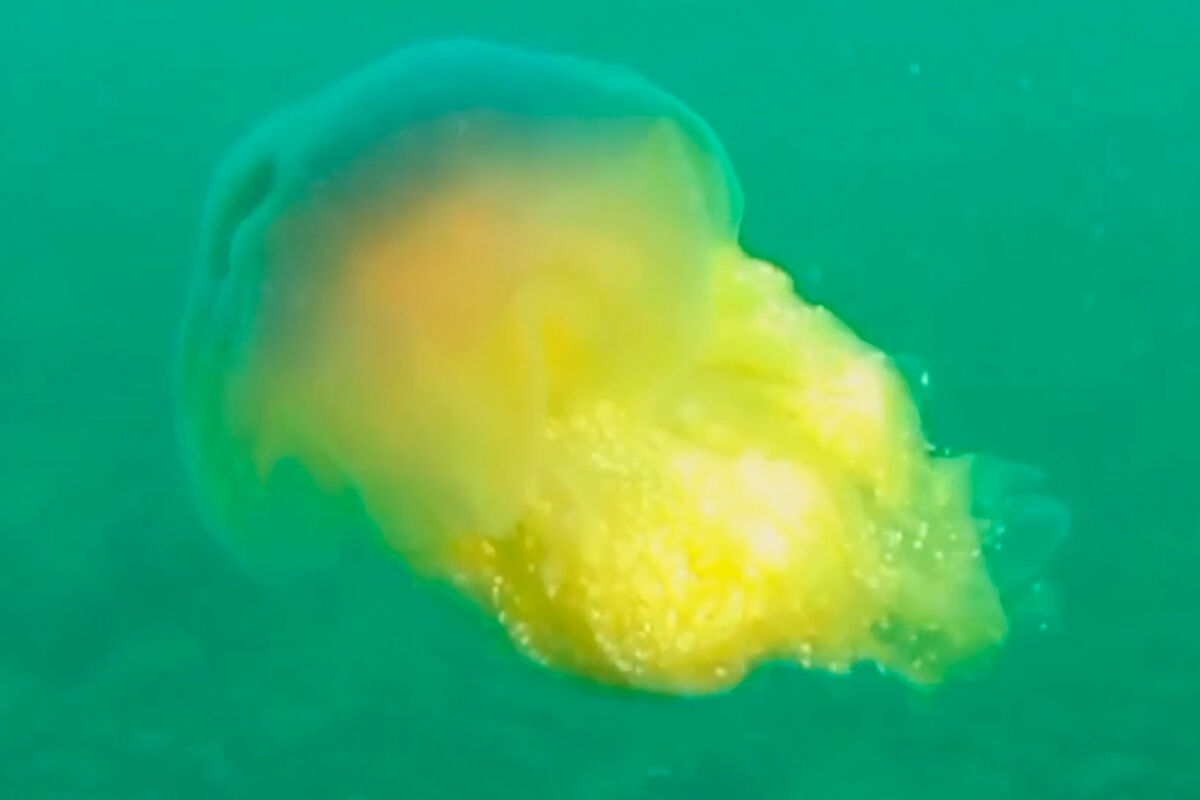 Медузу гигантских размеров с 