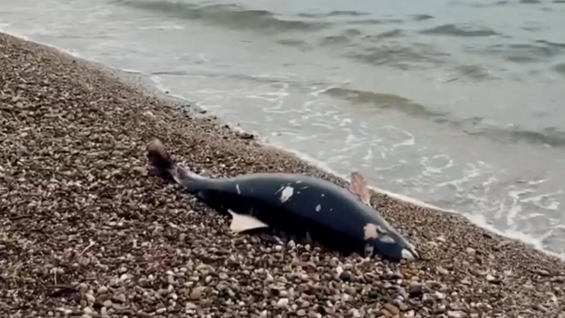 На побережье Черного моря зафиксирована массовая гибель дельфинов Видео,Репортажи,ФАН-ТВ