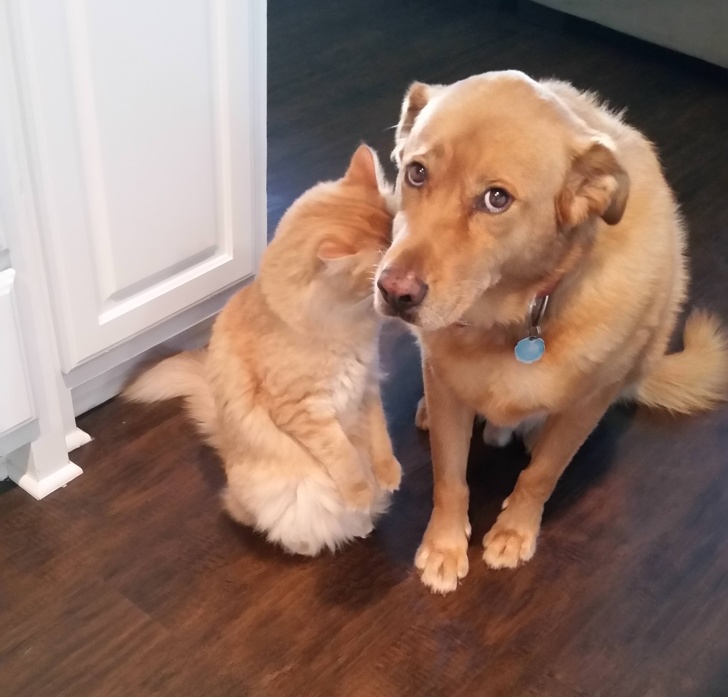 20 раз, когда владельцы поймали своих домашних животных с поличным 20 раз, когда владельцы поймали своих домашних животных с поличным