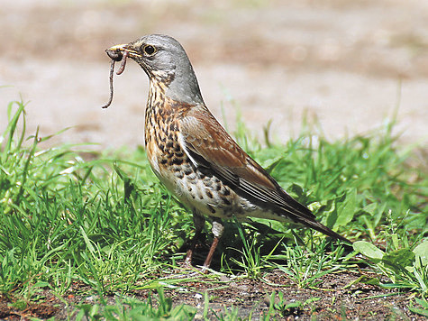 Фото Grzegorz Golebiowski/wikimedia.org (CC BY-SA 4.0)
