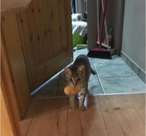 12 котов, которые разбавили серые будни своих хозяев 