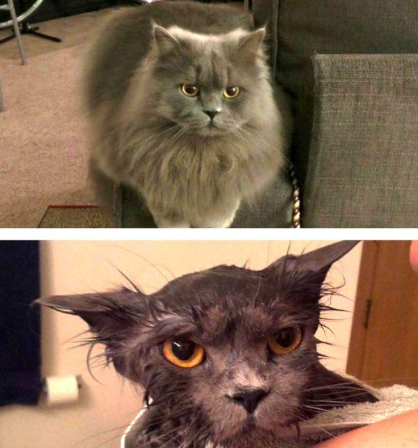 Смешные фотографии кошек до и после купания