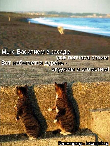 Свежая котоматрица для всех (16 фото)