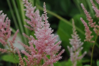 Астильба Арендса (Astilbe х arendsii)