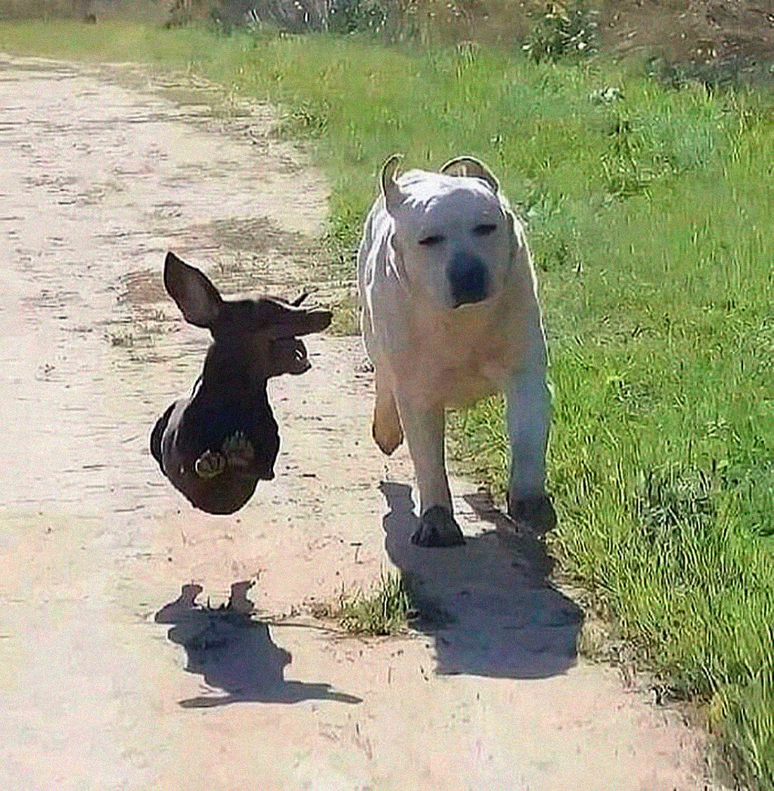 Смешные фото животных с очень грозным видом evergreen,format-article,noindex,Развлечения