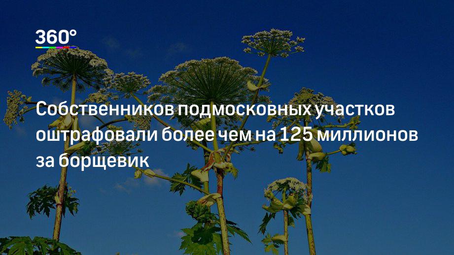 Собственников подмосковных участков оштрафовали более чем на 125 миллионов за борщевик