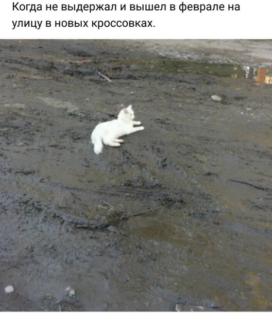 Лучшие мемы для отличного настроения!