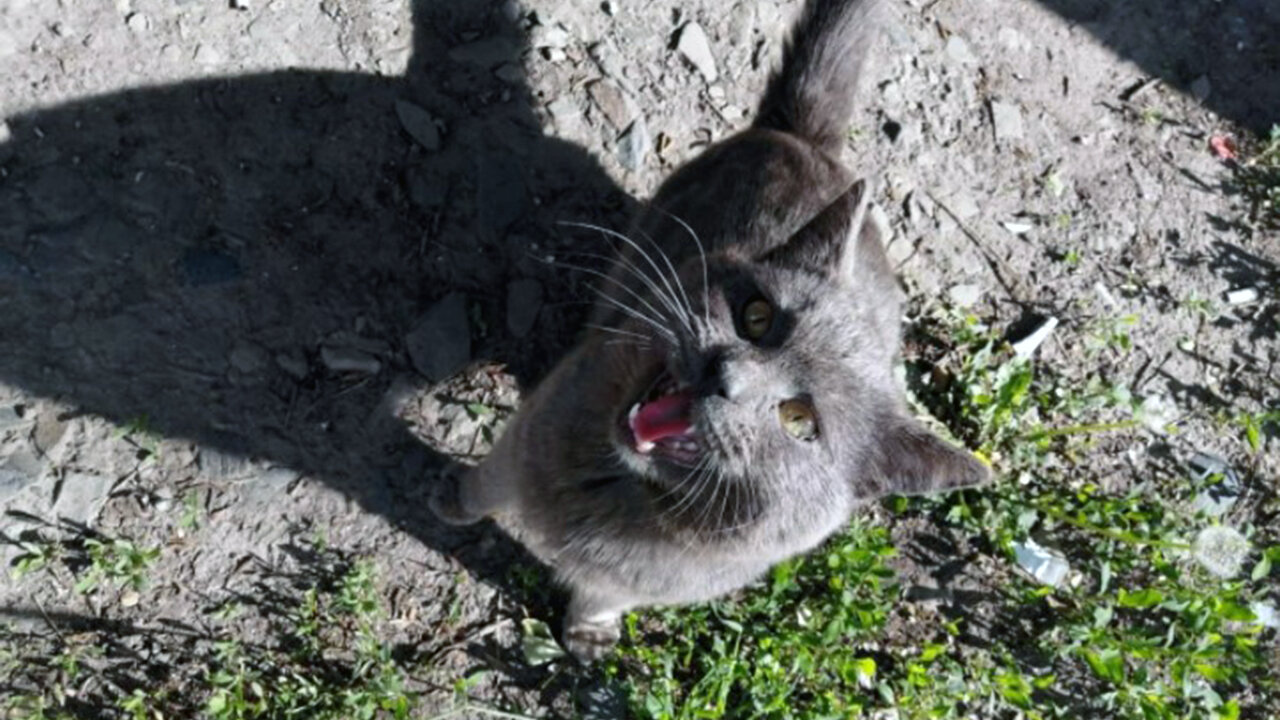 Почём свет стоИт