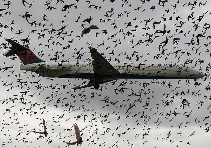 Громкие катастрофы самолетов с участием птиц