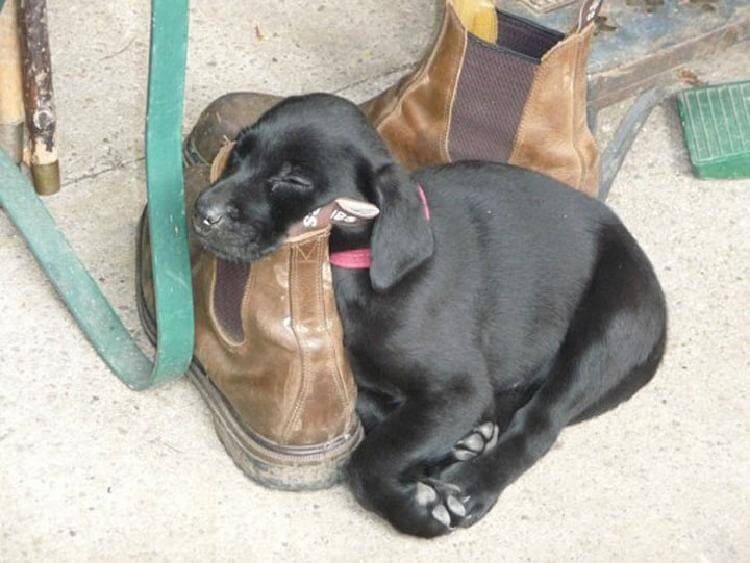 25 милейших щенков, готовых спать при любых обстоятельствах 25 милейших щенков, готовых спать при любых обстоятельствах животные