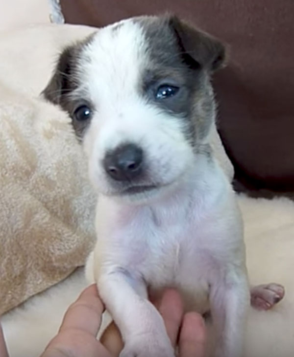 pupsgrown