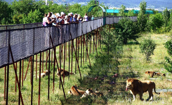 В крымском парке львов установлены нарушения кассовой дисциплины