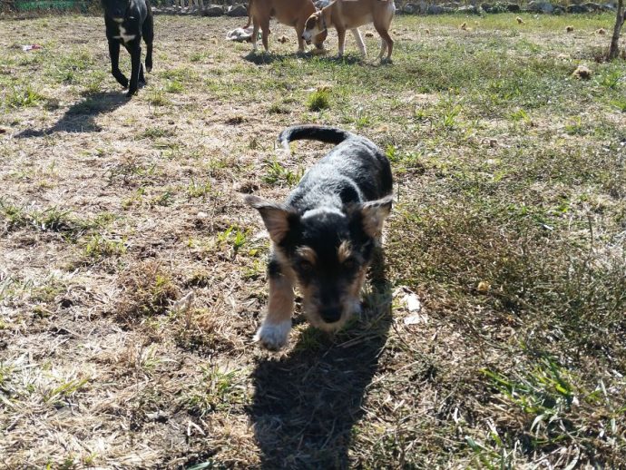 Helens-house-of-hope-A-new-life-for-the-abandoned-and-mistreated-dogs-of-Bulgaria-59db5b6f2ec28__880