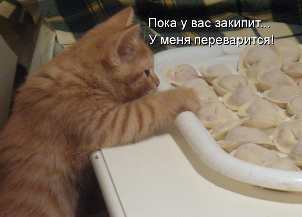 Котоматоица. Мысли вслух :) 