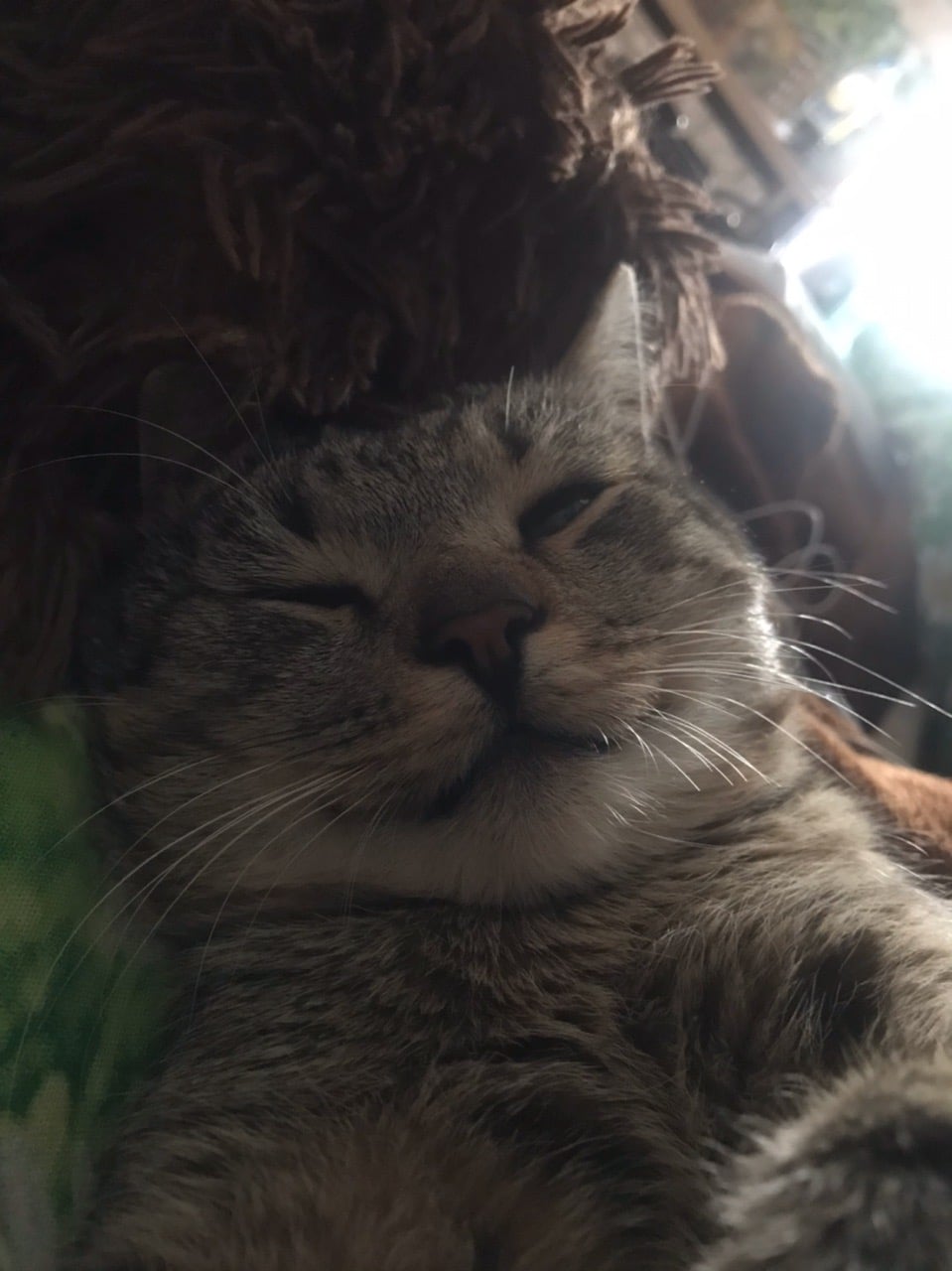 кот отдыхает