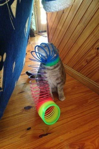 25 смешных животных попавших в неловкие ситуации 25 смешных животных попавших в неловкие ситуации