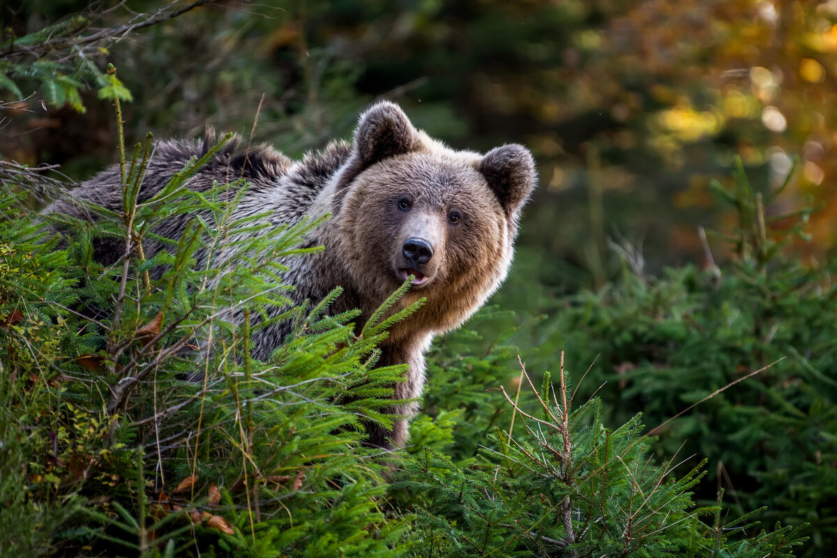 9 поступков бурого медведя, которые могут удивить начинающих зоологов