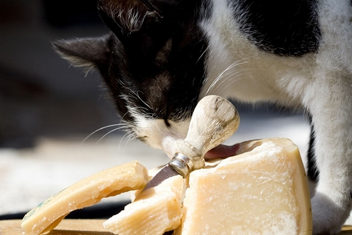 Какие «человеческие» продукты питания можно давать кошке, не опасаясь за ее здоровье домашние животные,наши любимцы