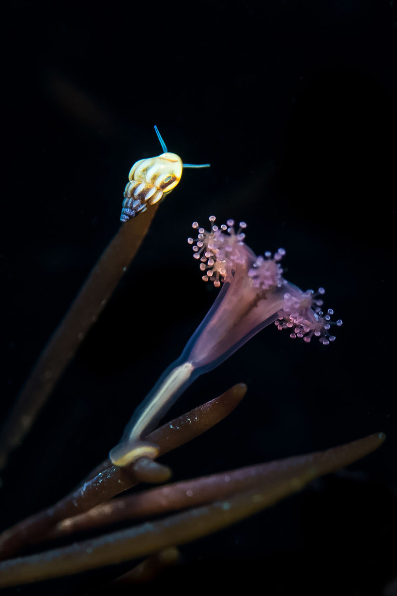 Главные победители Wildlife Photographer of the Year