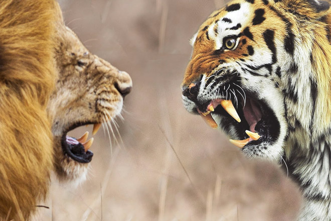 Лев против тигра: выстоит ли царь зверей против равного по силе противника Видео,животные,звери,лев,Пространство,тигр