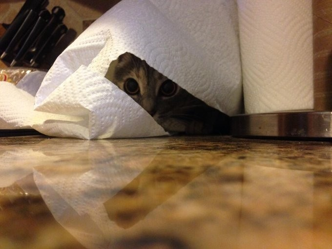 10 фото, к которым нужно как следует приглядеться, чтобы найти котика 10 фото, к которым нужно как следует приглядеться, чтобы найти котика