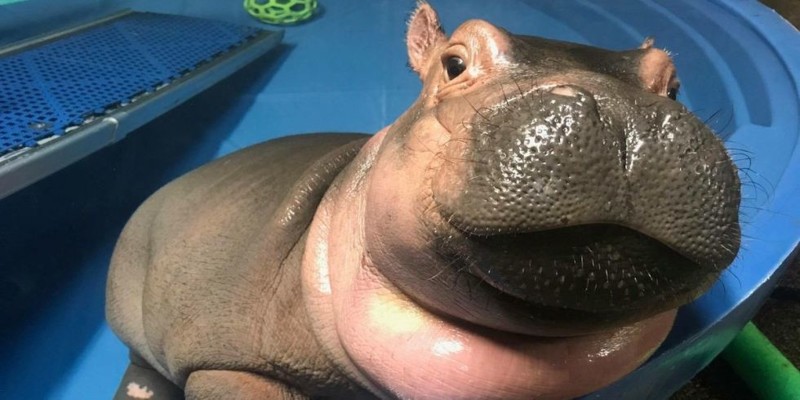 Фиона, гиппопотам, играющий в воде, наполнит ваш день позитивом видео, вода, гиппопотам, животные, милота, позитив