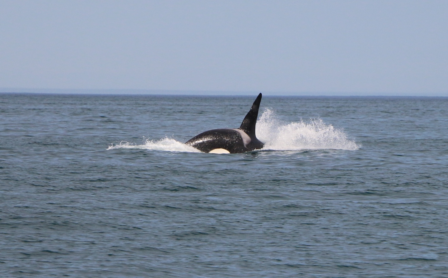 Камчатка. Часть 1-я. Вдоль камчатского берега - великолепие пейзажей и удивительный животный мир прибрежных вод. 