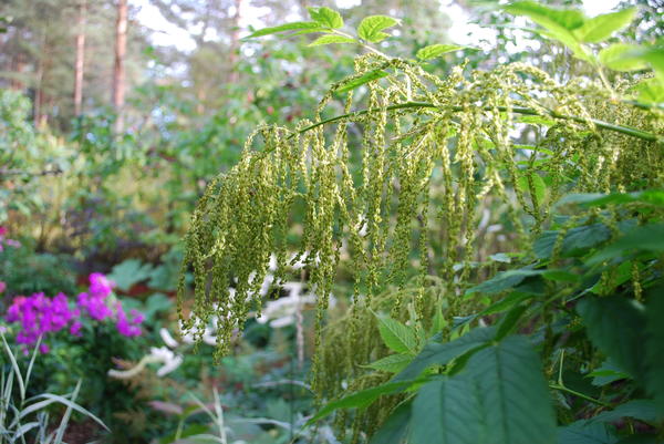 Aruncus dioicus  var. acuminatus осенью